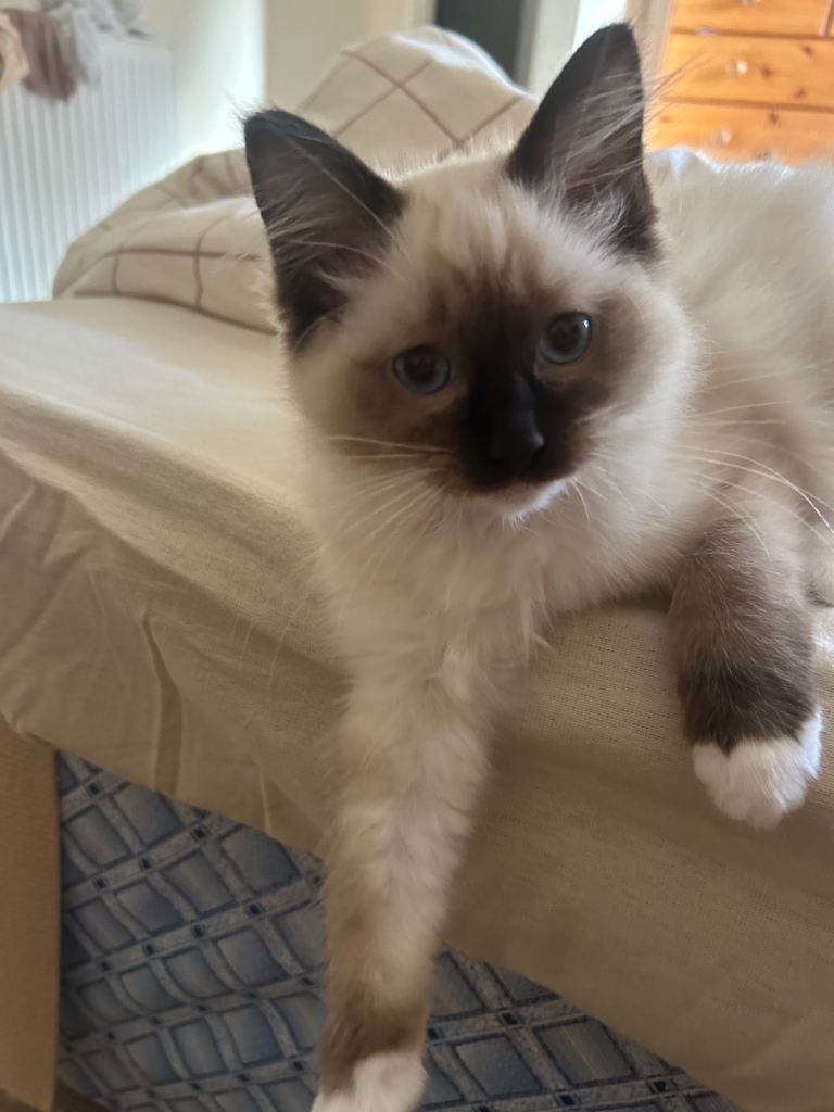 Ragdoll breed kittens