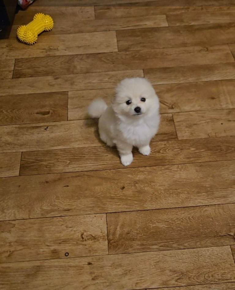 Little pomerian 