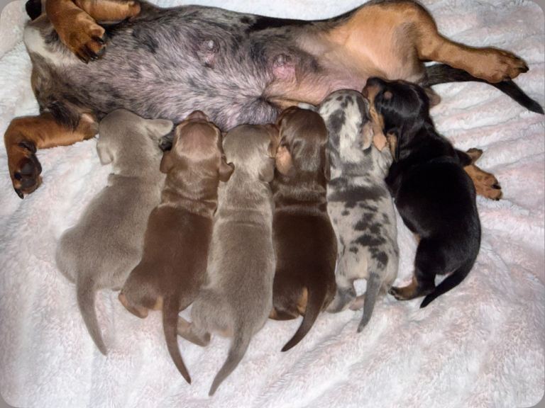 Miniature dachshund puppies