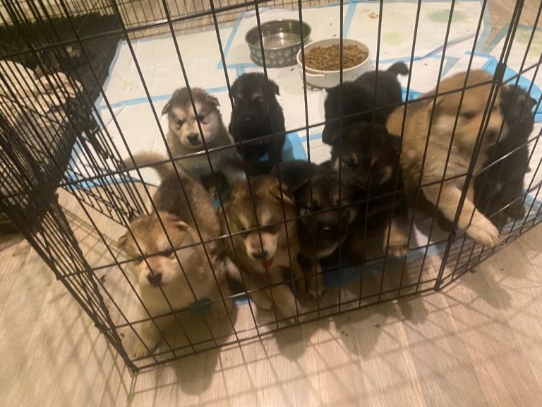 2 female gsd x malamute 