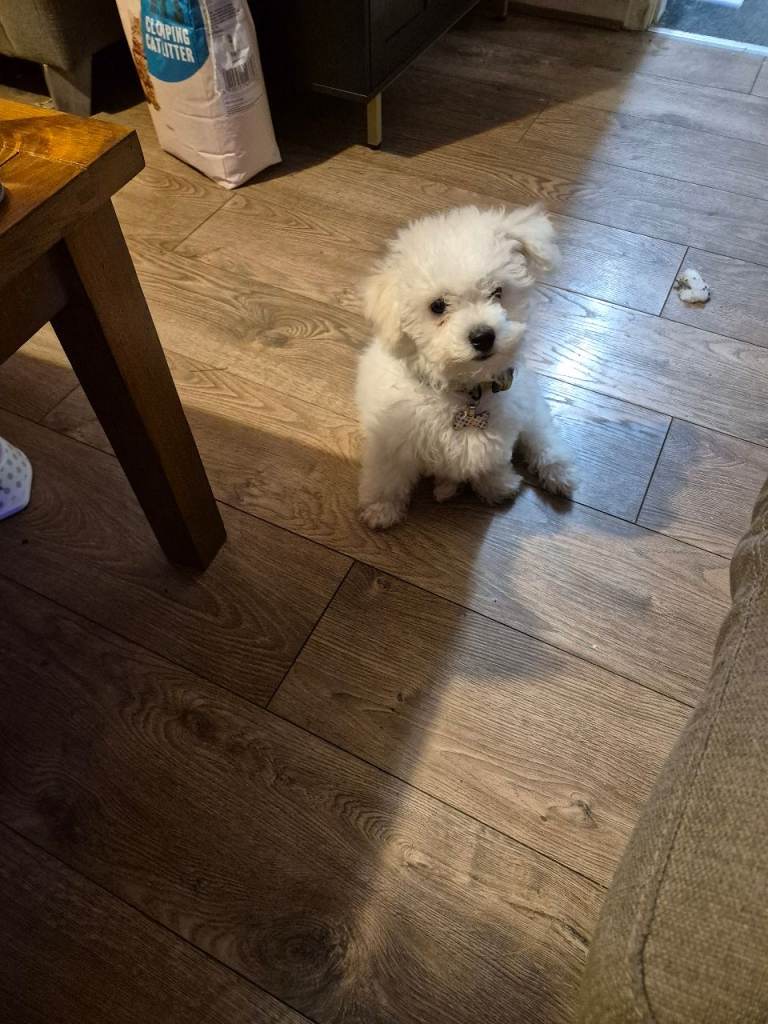 Male Bichon frise 