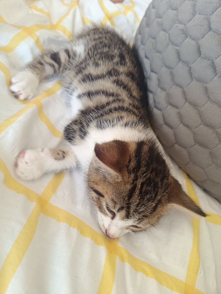Beautiful kittens