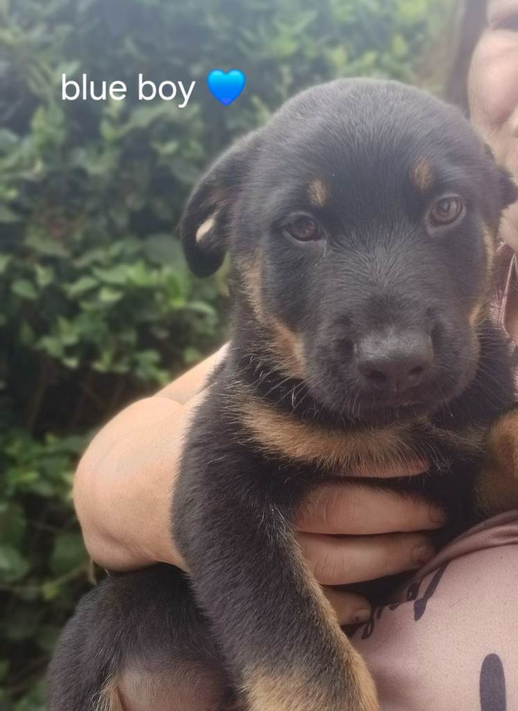 Shepweiler pups 