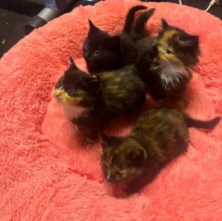 Half ragdoll kittens 