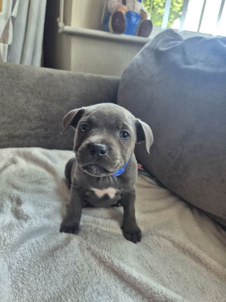Adorable staffy puppy🤩😍