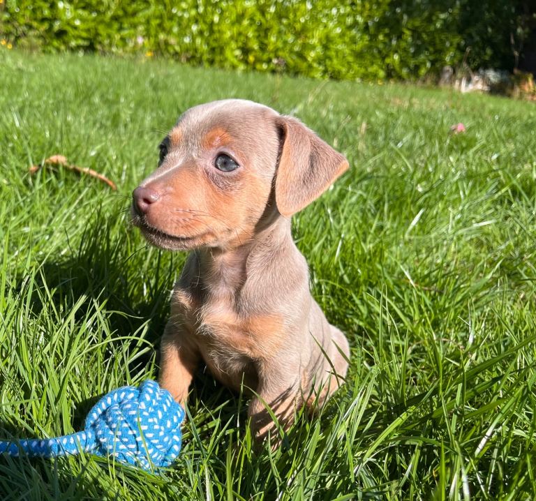 Adorable lilac jacks Russell’s  Puppy Looking for a Loving Home