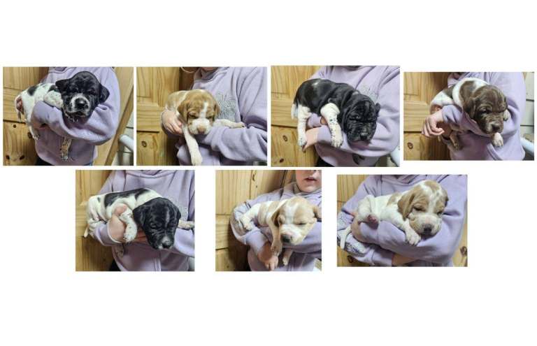 Beautiful English Pointer Puppies – From Proven Working Parents