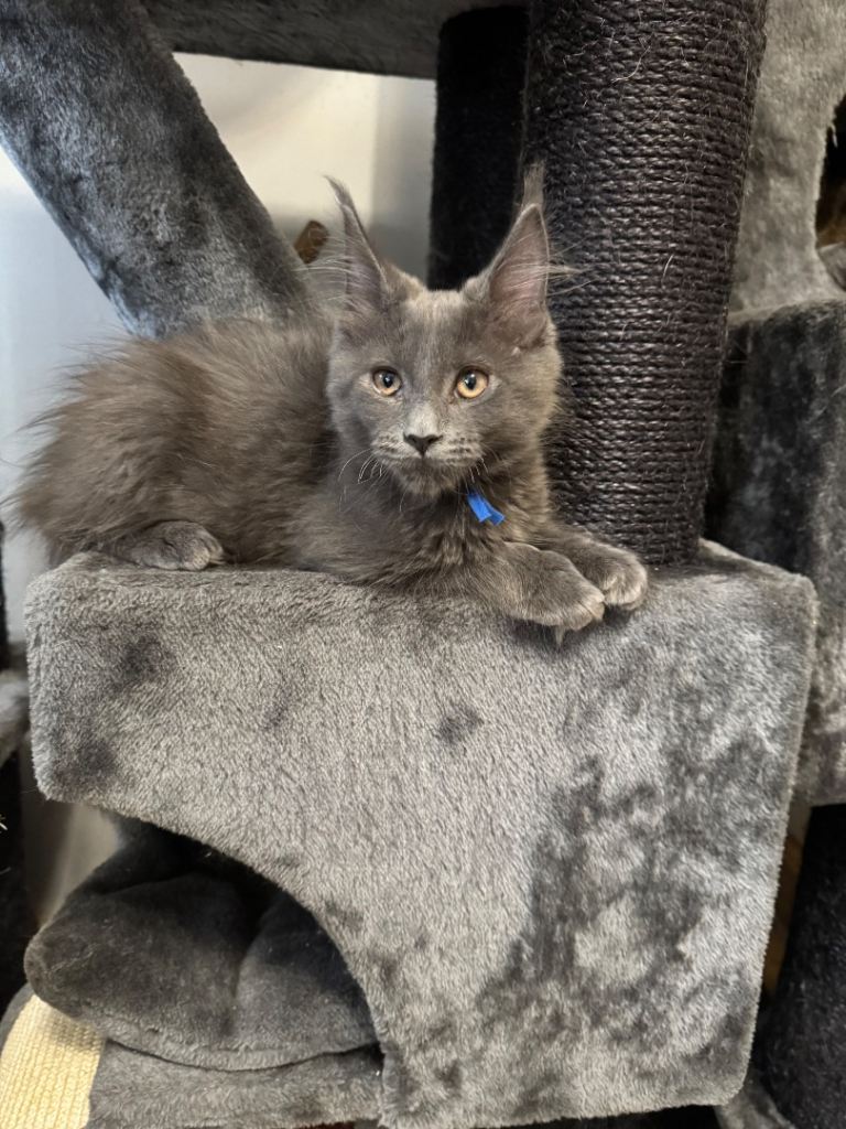 4 Male Maine Coons for sale