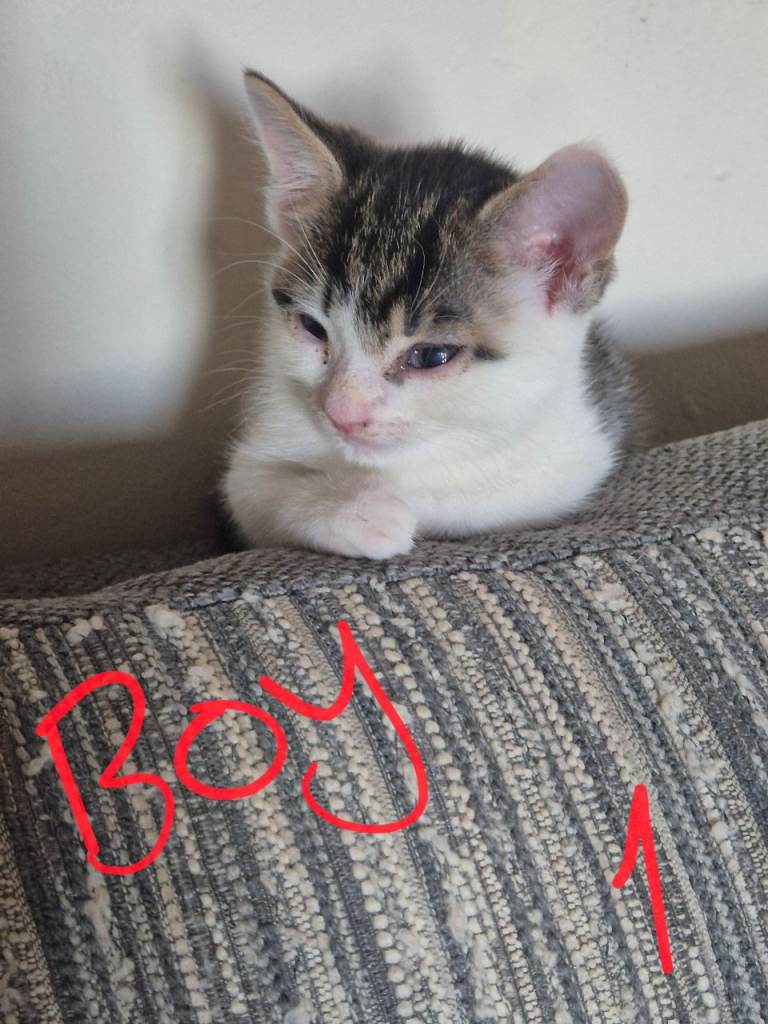 Kittens