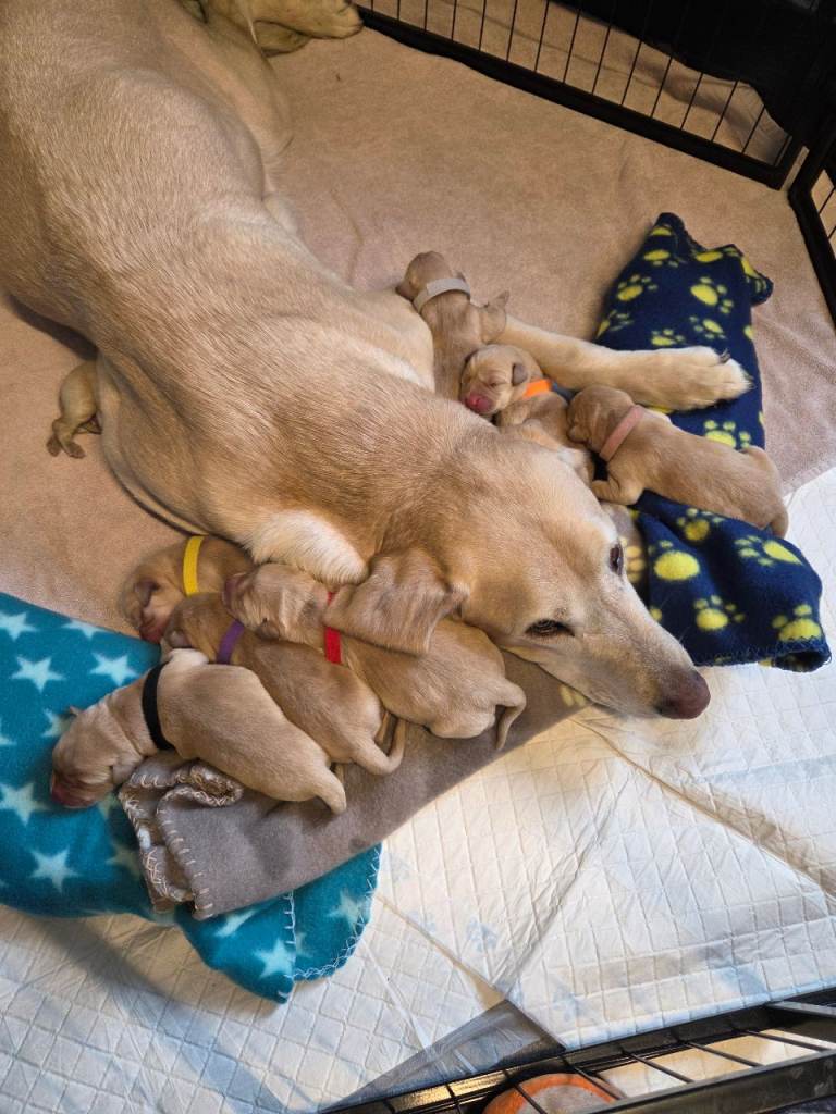 KC registered yellow Labrador pups 