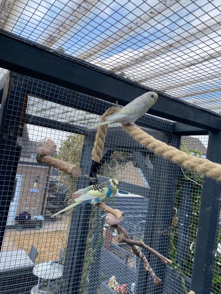 Baby budgies 