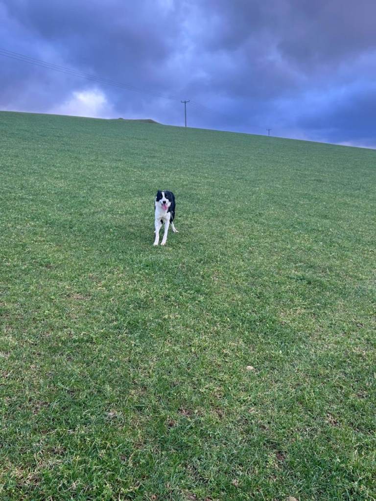 Border Collie for sale