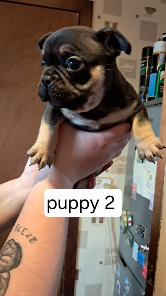 French bulldogs puppies 