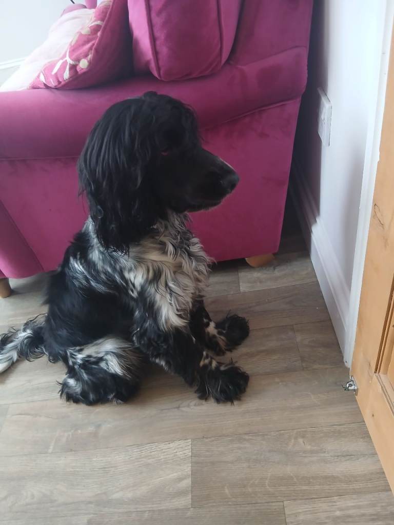 Cocker Spaniel 