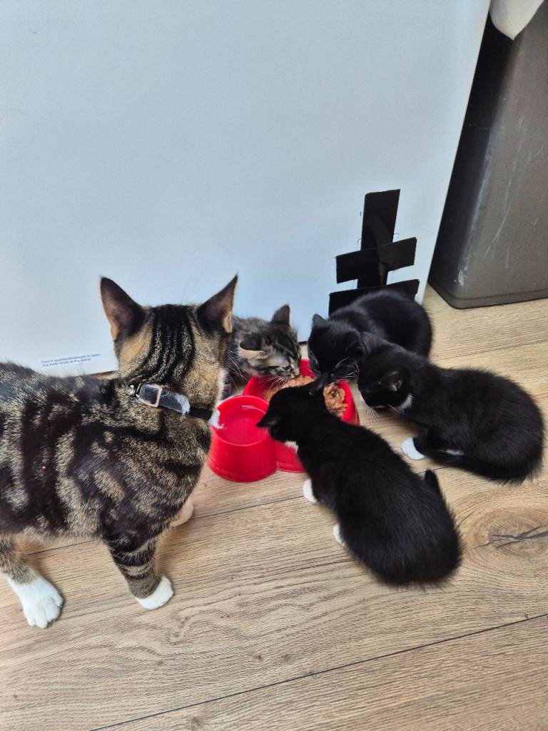 Kittens 