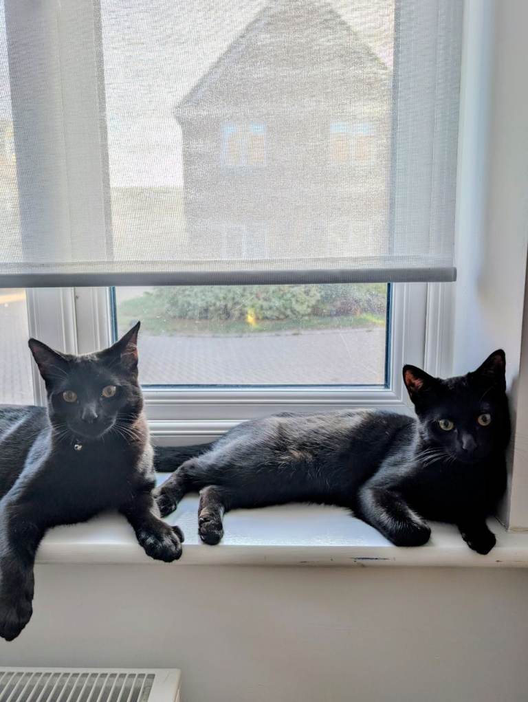 X2 6 months old kittens