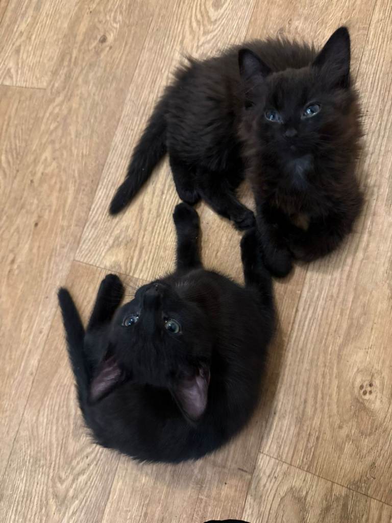 £30 LITTER TRAINED KITTENS 