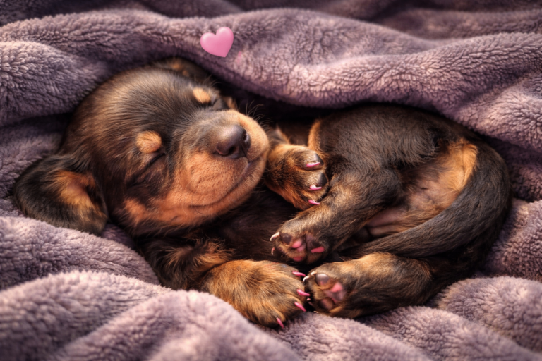 Mini dashund puppies