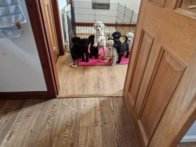 Fabulous Standard Poodle puppies, for sale Great Pedigree KC registered