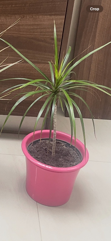 House plant in ceramic pots: Dragon Tree £15. Collect Fulham