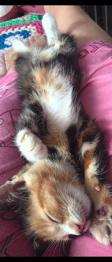Rare Polydactyl maincoon and calico mix