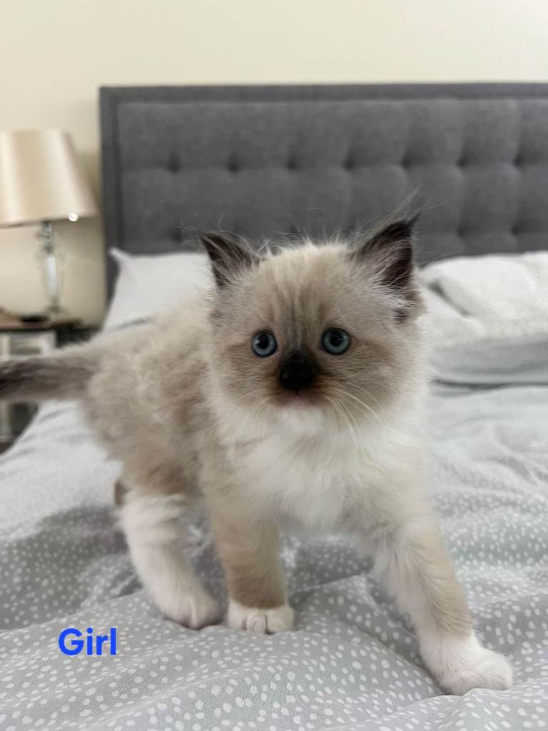 Pure Ragdoll Kittens for Sale
