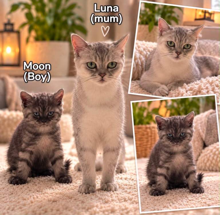 🐾 Beautiful Persian × Ragdoll Kittens – Ready for Their Forever Homes 🏡💕