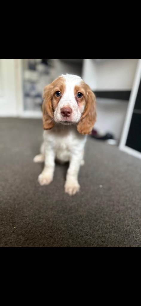 Cocker spaniel pups fully vaccinated males available 