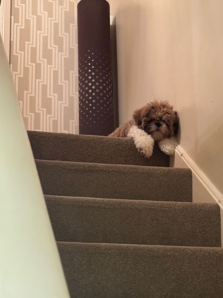 Shih tzu 5 months old to Sadly re-home 