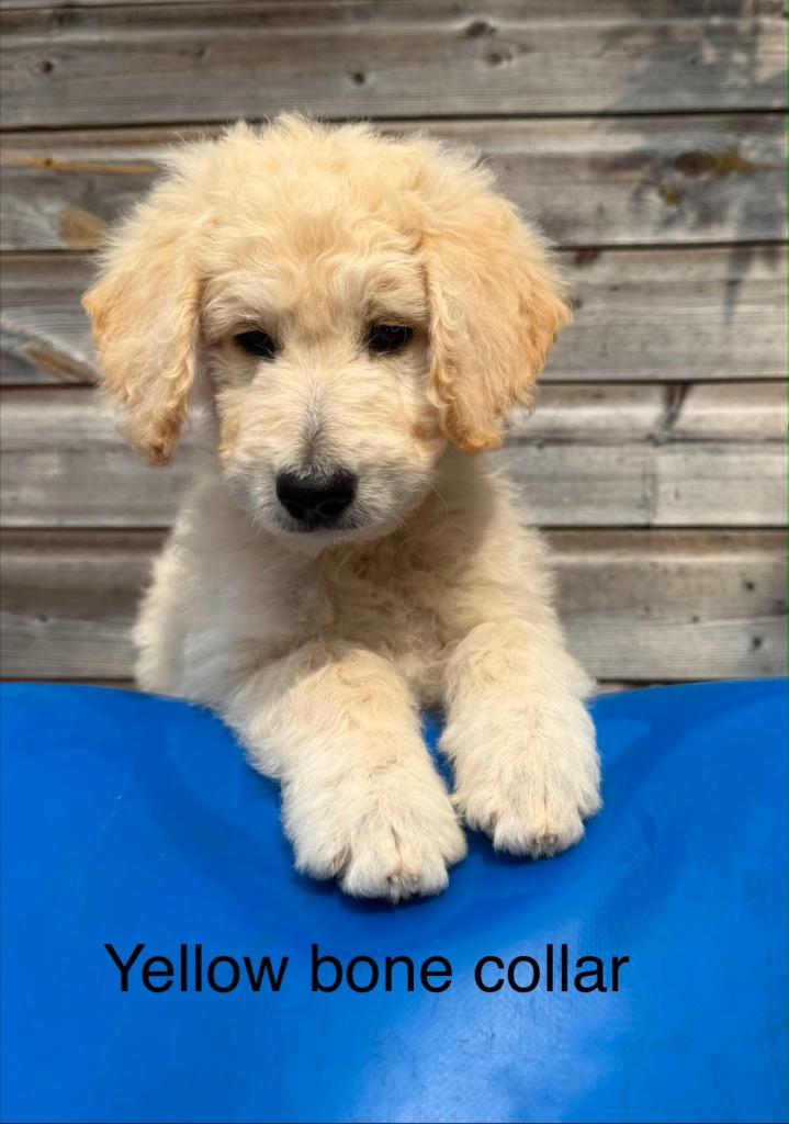 Goldendoodle puppies for sale 