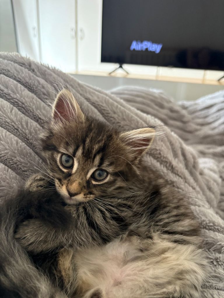 9 week old kitten
