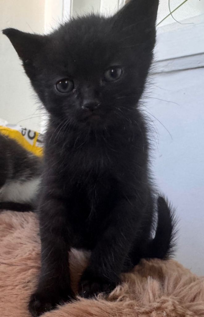 Male Black Kittens