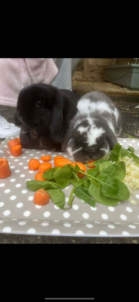 Rabbits free to good home