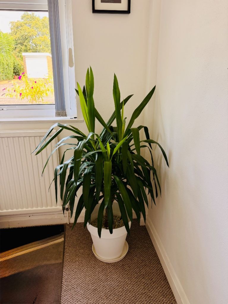 Pampered Healthy Yucca Plant in White Pot – Good Condition