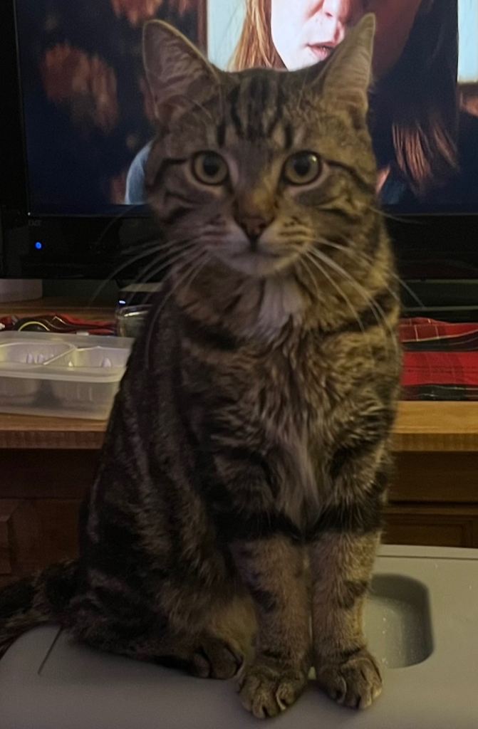 23 Month old Indoor Male Tabby cat