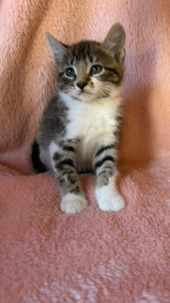 Tabby x Maine coon 