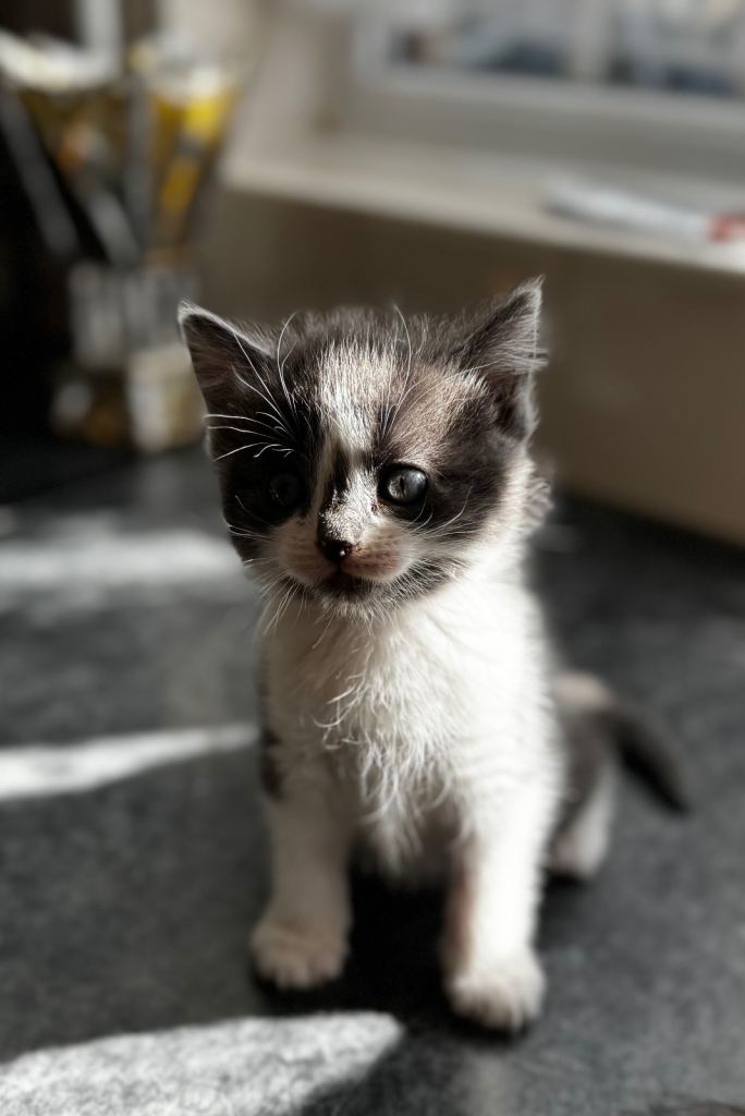 Half Ragdoll Kittens