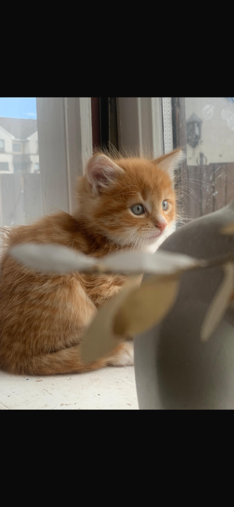 Kittens Glasgow