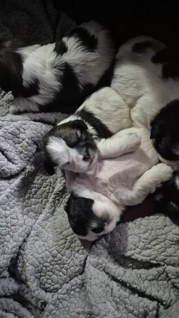 Perfect Shih tzu puppies 