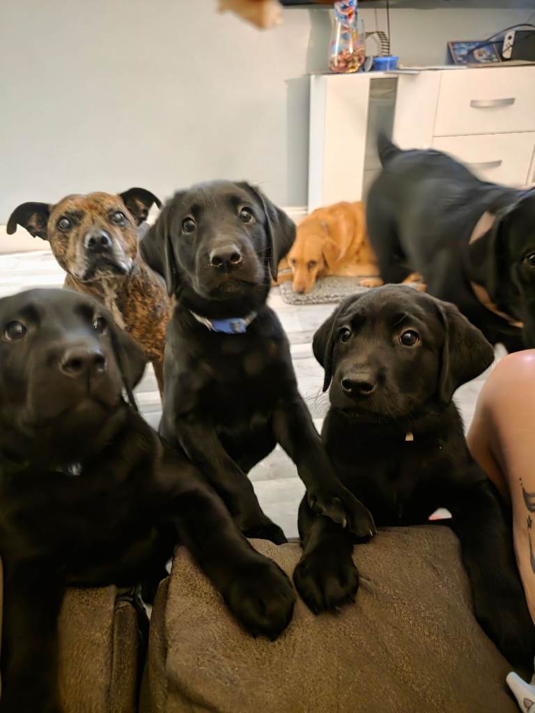 Full labrador pups