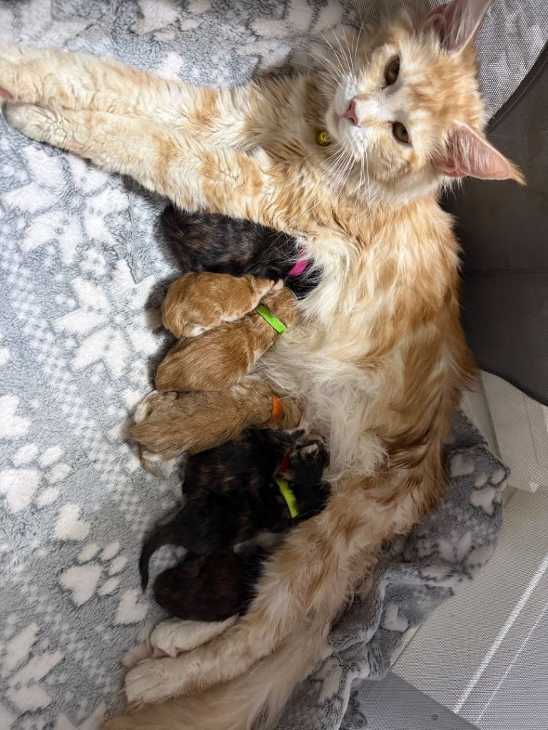 XL Maine Coon kittens red & white & black smoke tortie