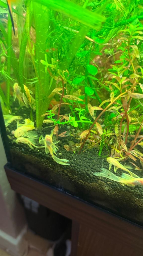 Fish tanks 