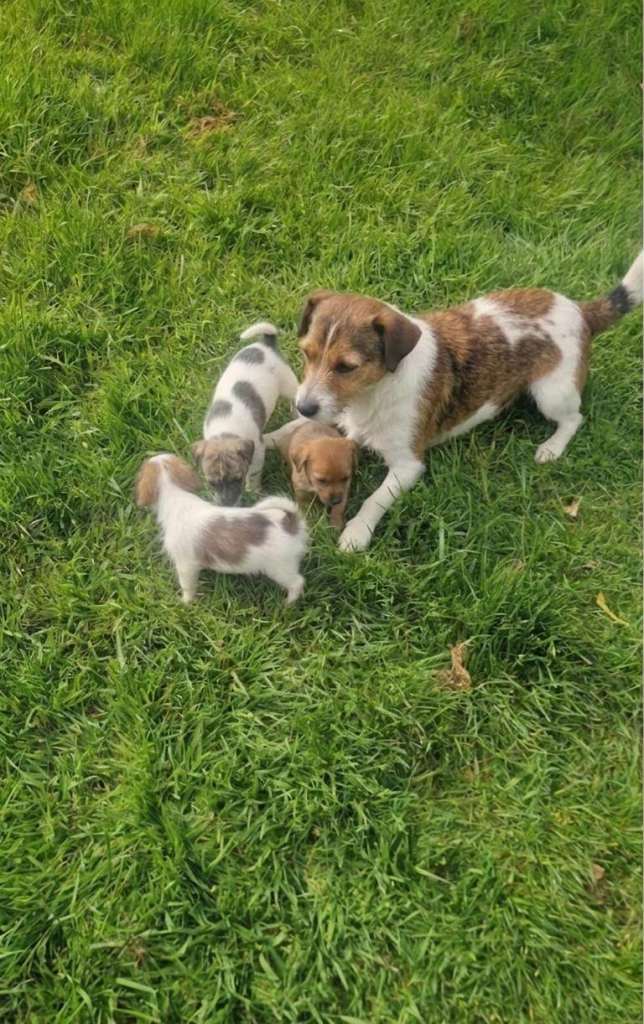 Jack Russell  puppies