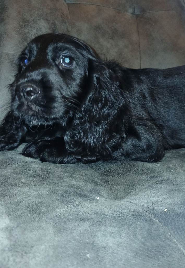 Cocker spaniel puppy for sale