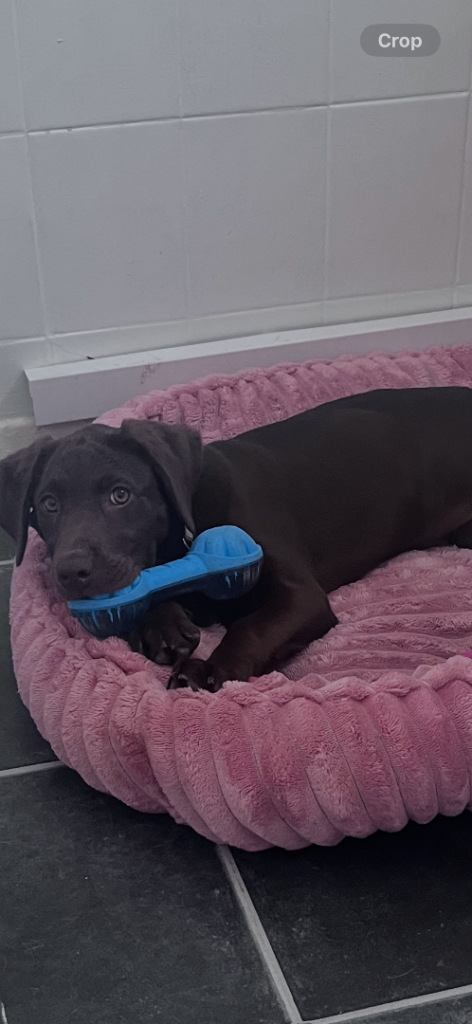 Kc chocolate female labrador 