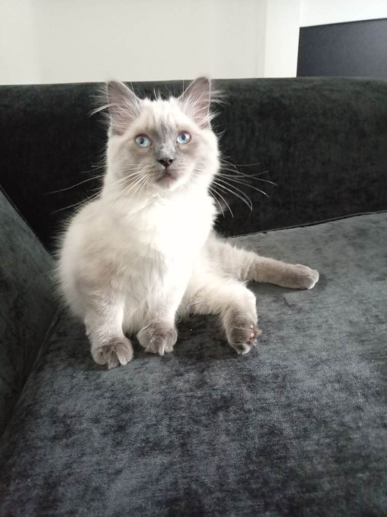 Pure Ragdoll kitten boy