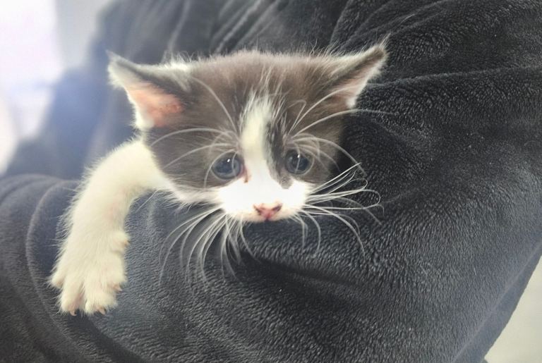 Full black and black and white kitten for sale 12 weeks 