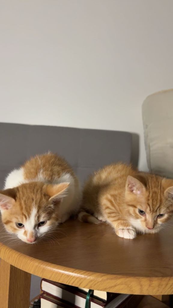 X2 Ginger kittens - Ready to leave!