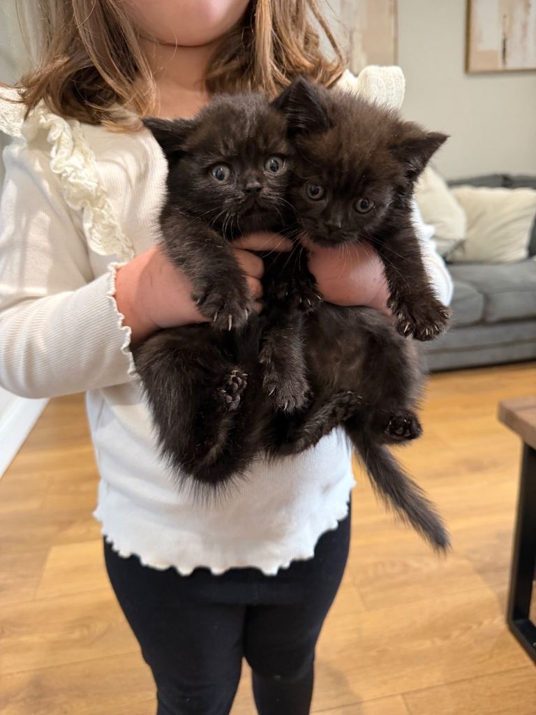 British shorthair babies