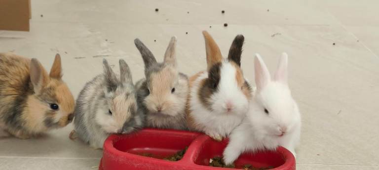 Gorgeous Baby Rabbits Looking for a Lovely Home